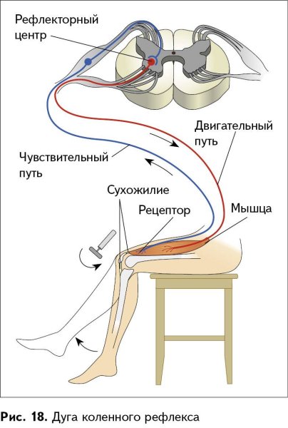 Рефлекс рефлекторная дуга коленный рефлекс