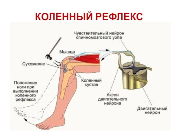 Коленный рефлекс замыкается
