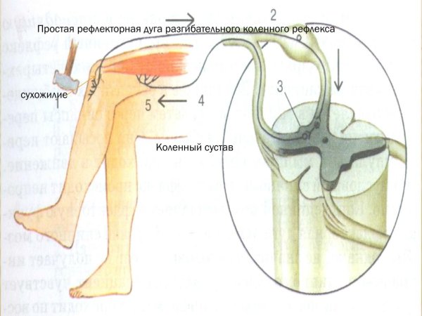 Схема рефлекторной дуги коленного сустава
