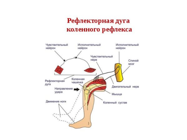 Коленный рефлекс физиология схема