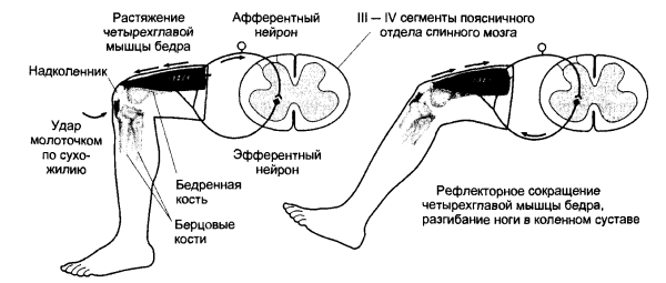 Схема рефлекторной дуги коленного рефлекса