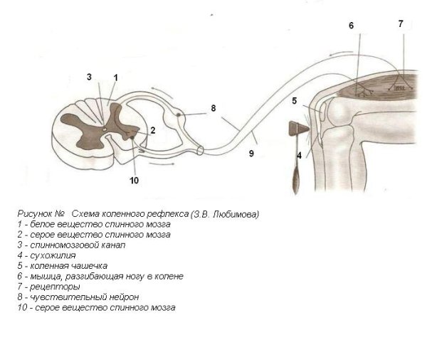 Схема рефлекторной дуги коленного рефлекса