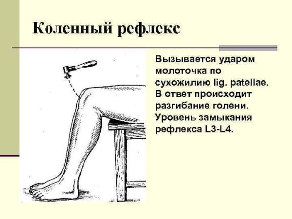 Рефлекс коленного сустава