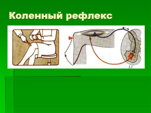 Рецепторы коленного рефлекса