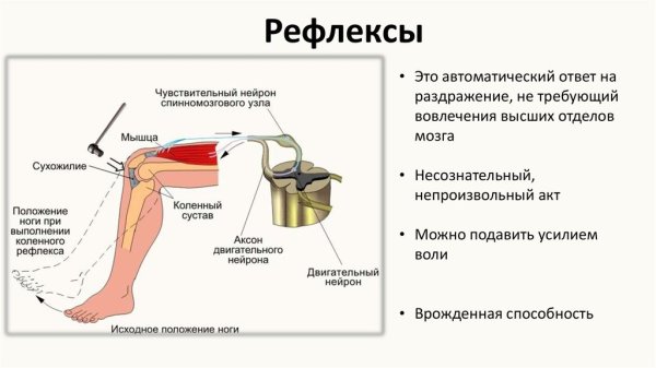 Рефлекторная дуга коленного рефлекса рисунок