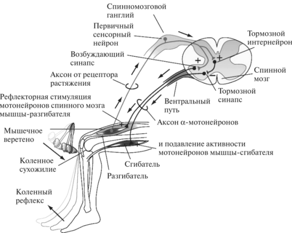 Рефлекс физиология