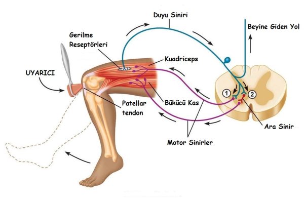 Схема рефлекторной дуги коленного рефлекса