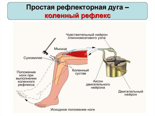 Рефлекторная дуга коленного рефлекса