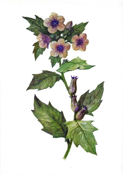 Белена черная листья