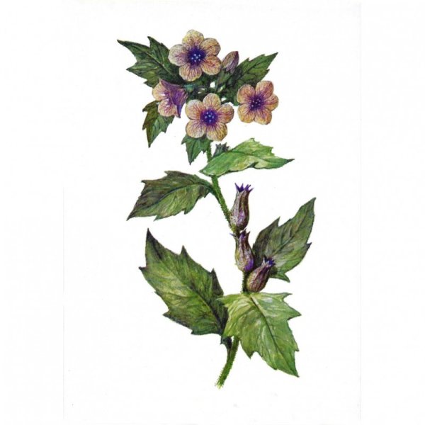 Белена черная Фармакогнозия