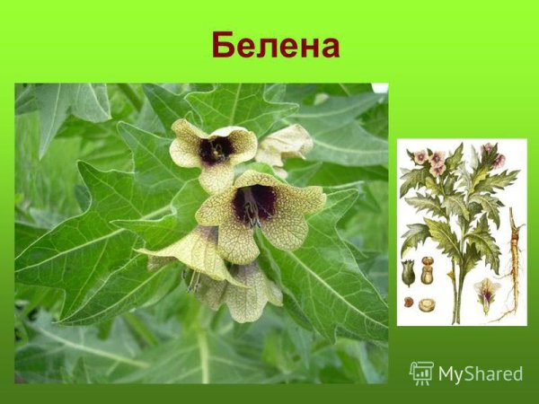 Белена растение рисунок