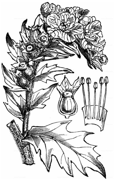 Белена черная - Hyoscyamus Niger l. сем. Пасленовые - Solanaceae