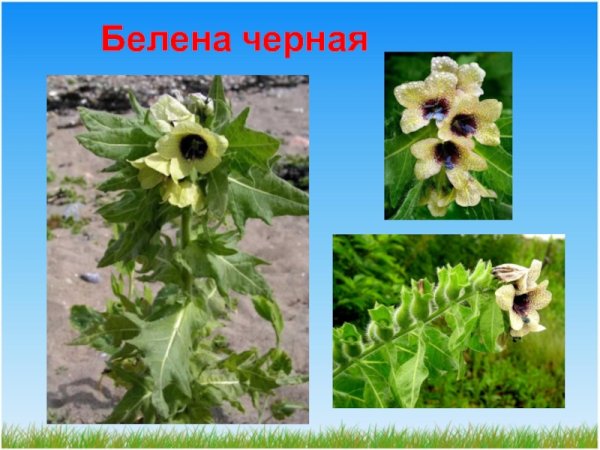 Белена черная Ботаническая зарисовка