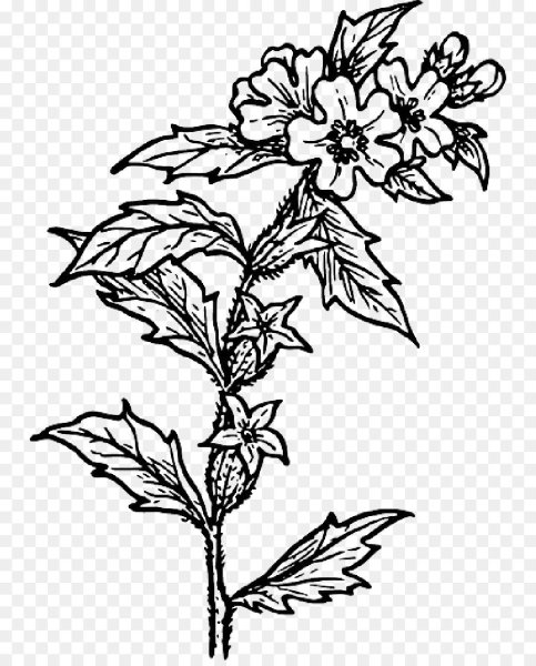 Белена Ботаническая иллюстрация