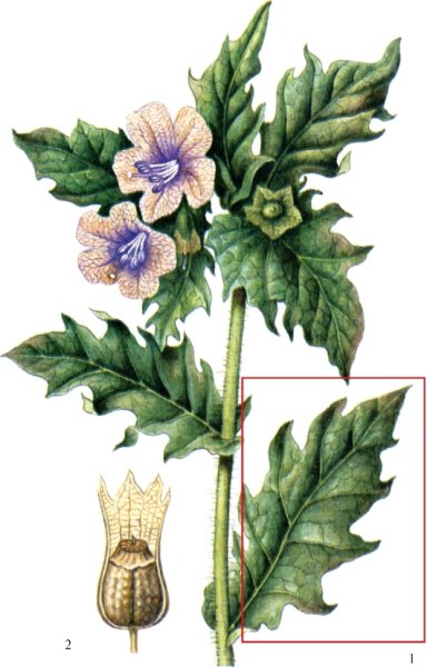 Белена черная ботаника