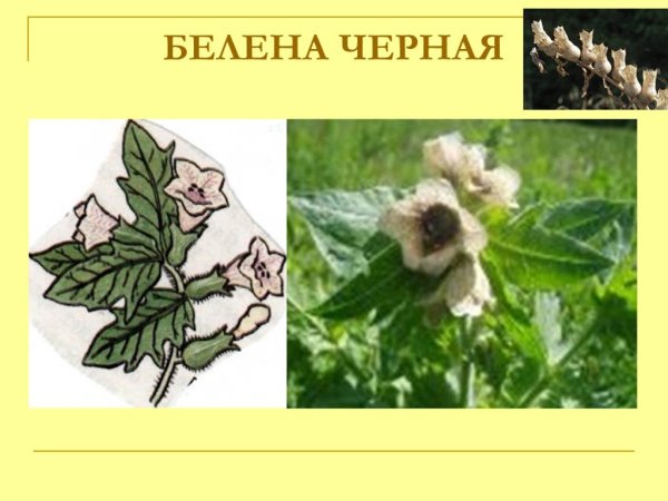 Белена черная строение