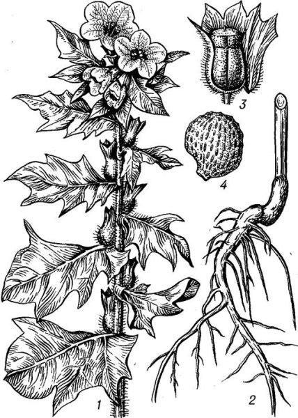 Листья белены черной