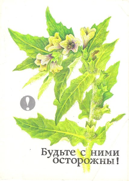 Белена черная Фармакогнозия