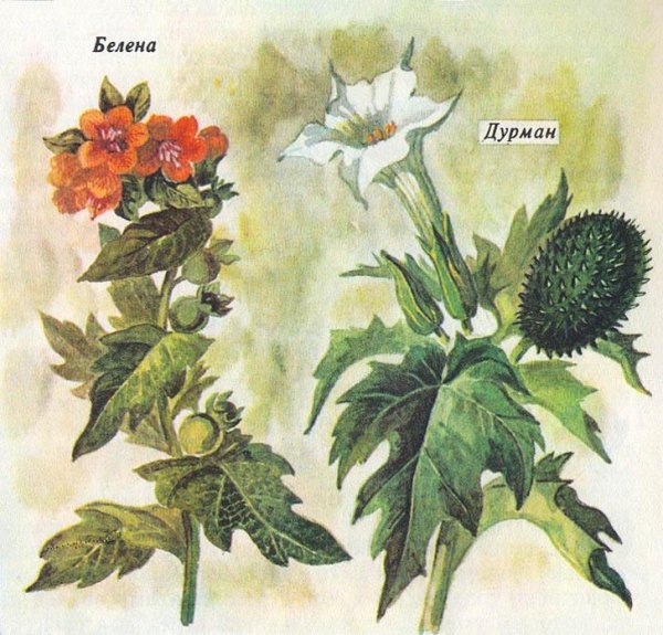 Хелена белена