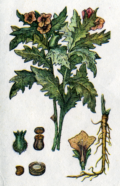 Белена черная строение