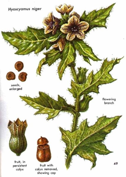 Белена ботаника