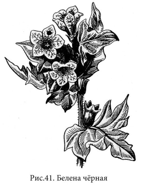 Листья белены