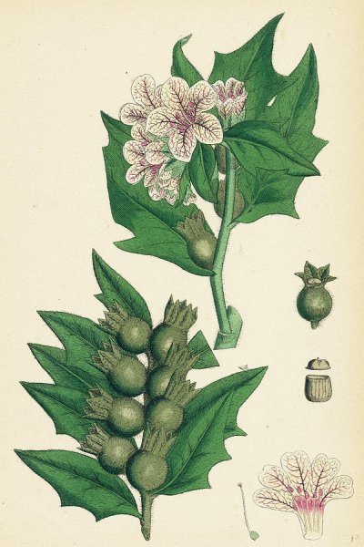 Белена черная корневая система