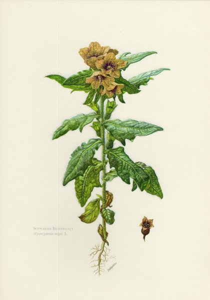 Белена черная формула цветка