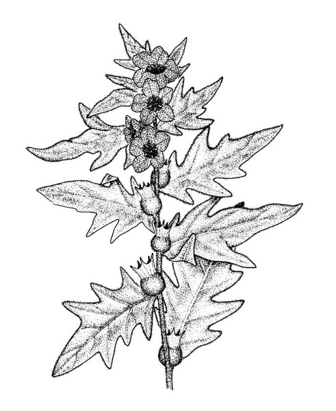 Черная белена растение рисунок