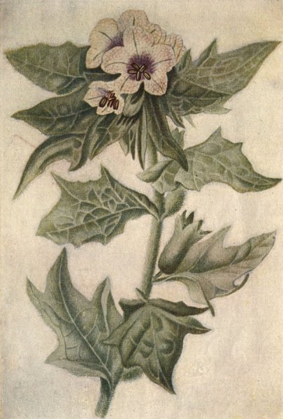 Белена черная клубни