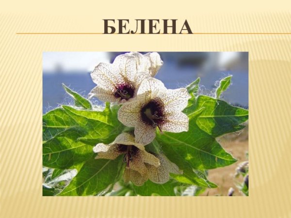 Белена чёрная