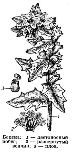 Белена черная (Hyoscýamus Níger)