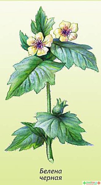 Черная белена растение рисунок