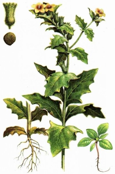 Белена растение рисунок