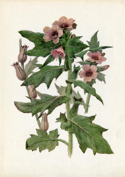 Белены черной листья сырье