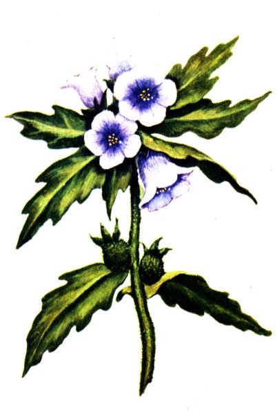 Белладонна растение раскраска