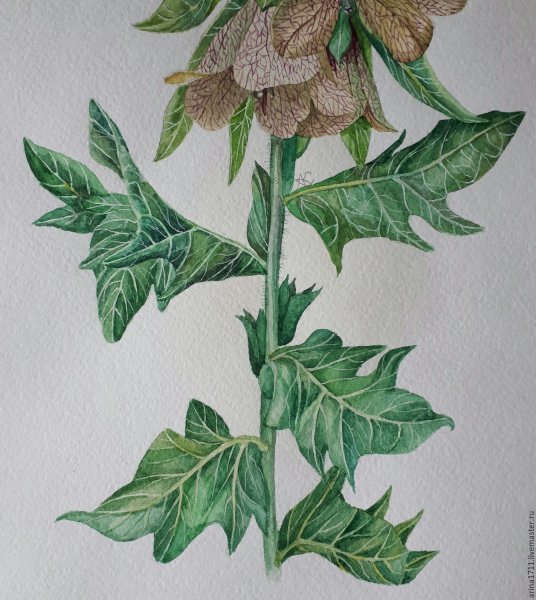 Белладонна белена дурман