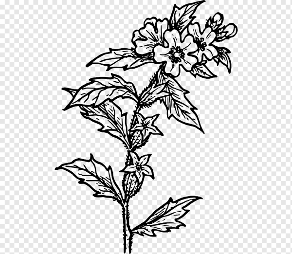 Белена Ботаническая иллюстрация