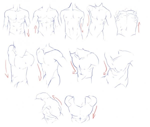 Торс анатомия референс