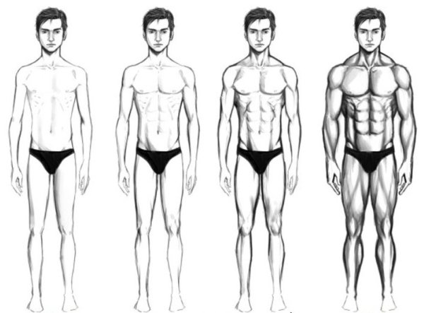 Типы телосложения эктоморф мезоморф эндоморф
