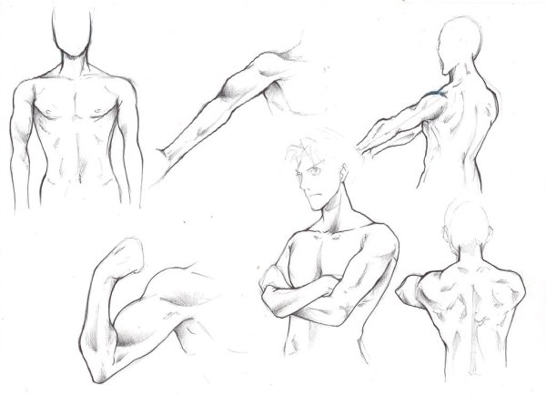 Анатомия мужчины для рисования аниме