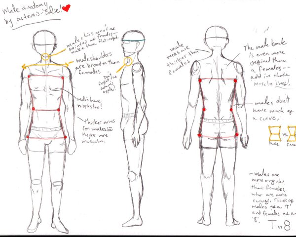 Анатомия тела парня