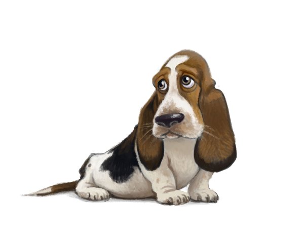 Бассет хаунд