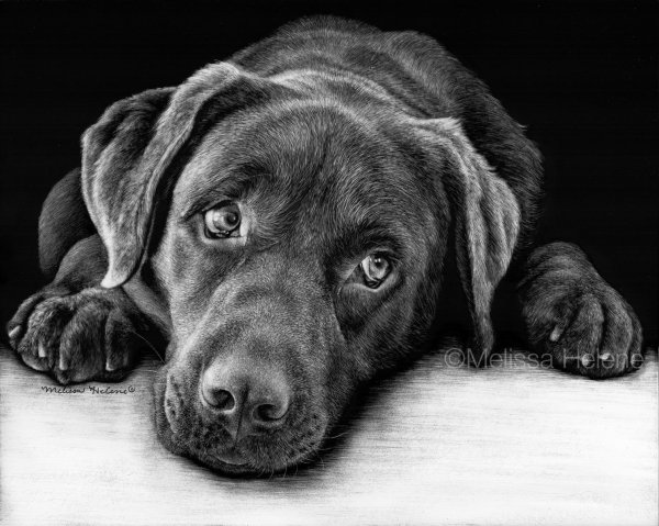 Собачка арт карандашом