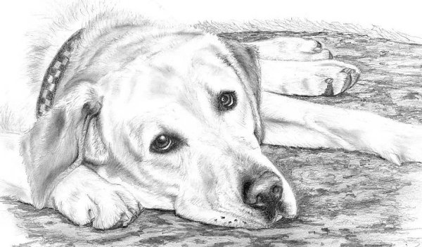 Грустная собака рисунок карандашом
