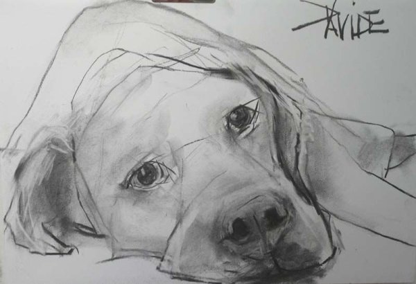 Морда лабрадора карандашом