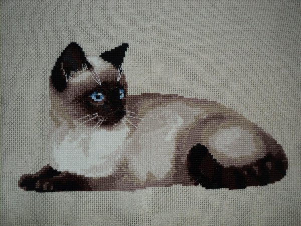 Нарисовать тайскую кошку