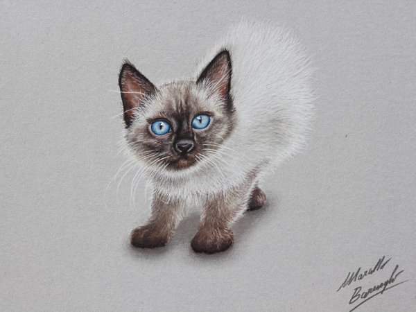 Сиамская кошка рисунок