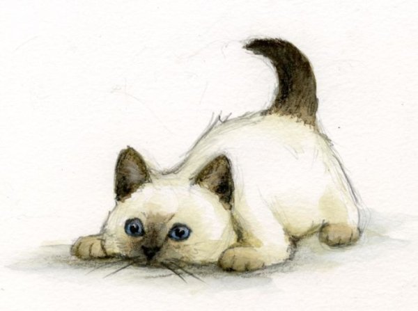 Сиамская кошка карандашом