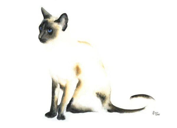 Нарисовать сиамскую кошку